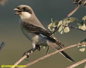 averla cinerina
